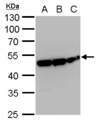 Western Blot: Enolase 1 Antibody (2217) [NBP2-43702]