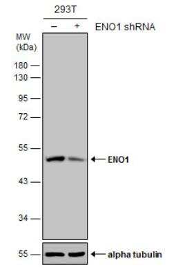 Western Blot: Enolase 1 Antibody (2217) [NBP2-43702]