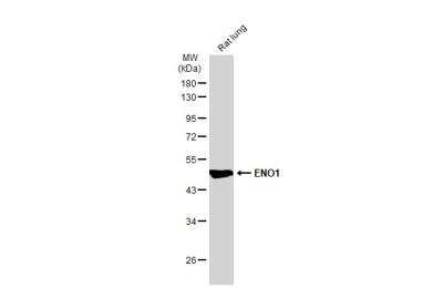 Western Blot: Enolase 1 Antibody (2217) [NBP2-43702]