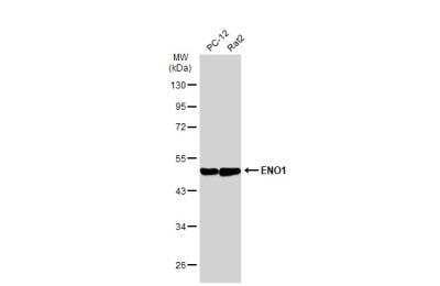 Western Blot: Enolase 1 Antibody (2217) [NBP2-43702]