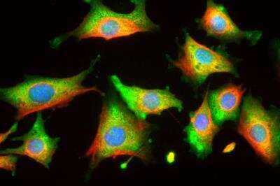 Immunocytochemistry/ Immunofluorescence: Enolase 1 Antibody (253) [NBP2-25147]
