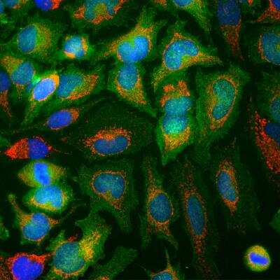 Immunocytochemistry/ Immunofluorescence: Enolase 1 Antibody (253) [NBP2-25147]