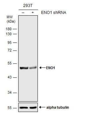 Western Blot: Enolase 1 Antibody [NBP1-31324]