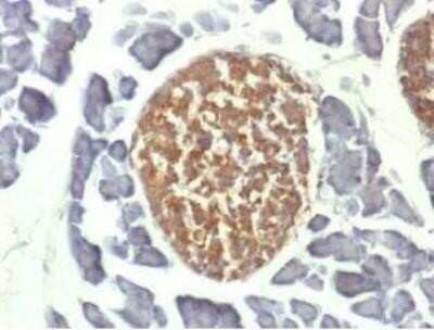 Immunohistochemistry-Paraffin: Enolase 2/Neuron-specific Enolase Antibody (ENO2/1462) - Azide and BSA Free [NBP2-59603]