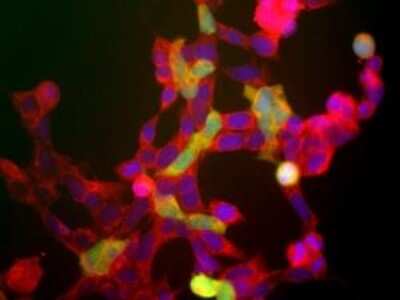 Immunocytochemistry/ Immunofluorescence: Enolase 2/Neuron-specific Enolase Antibody [NB110-58870]