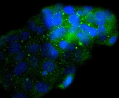 Immunocytochemistry/ Immunofluorescence: Enolase 2/Neuron-specific Enolase Antibody (SC06-28) [NBP2-67641]