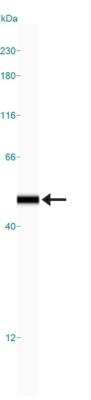 Simple Western: Enolase 2/Neuron-specific Enolase Antibody [NB110-58870]