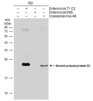 Western Blot: Enterovirus 71 3C Antibody (B3) [NBP3-13501]