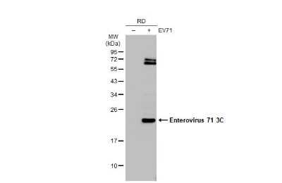 Western Blot: Enterovirus 71 3C Antibody (B3) [NBP3-13501]