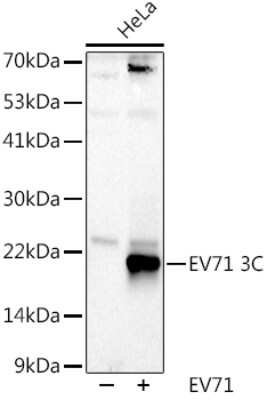 Western Blot: Enterovirus 71 3C AntibodyAzide and BSA Free [NBP3-16064]