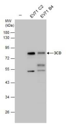 Western Blot: Enterovirus 71 3CD Antibody [NBP3-13097]