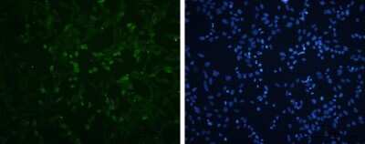 Immunocytochemistry/ Immunofluorescence: Enterovirus 71 VP3 Antibody [NBP3-13089]