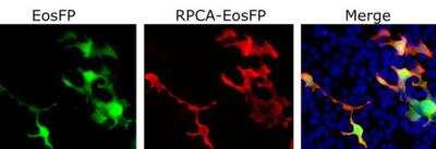 Immunocytochemistry/ Immunofluorescence: EosFP Antibody [NBP3-05557]