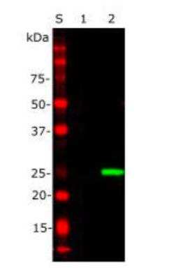 Western Blot: EosFP Antibody [NBP3-05557]