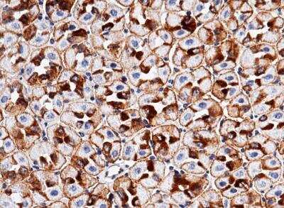Immunohistochemistry-Paraffin: EpCAM/TROP1 Antibody (002) [NBP2-89589]