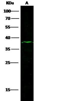 Western Blot: EpCAM/TROP1 Antibody (002) [NBP2-89589]