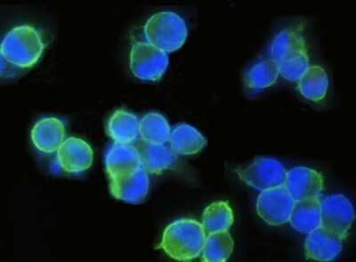 Immunocytochemistry/ Immunofluorescence: EpCAM/TROP1 Antibody (28) [NBP2-89605]
