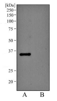 Western Blot: EpCAM/TROP1 Antibody (AUA1)BSA Free [NB600-1182]