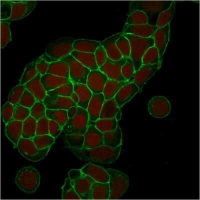 Immunocytochemistry/ Immunofluorescence: EpCAM/TROP1 Antibody (EGP40/1373) - (ECD) [NBP2-53277]