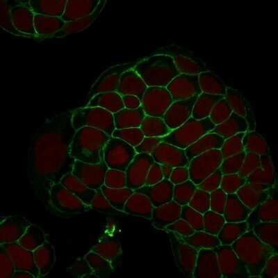 Immunocytochemistry/ Immunofluorescence: EpCAM/TROP1 Antibody (EGP40/1798) - (ECD) - Azide and BSA Free [NBP2-54456]