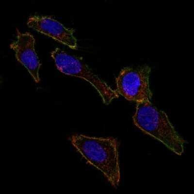 Immunofluorescence: EpCAM/TROP1 Antibody (EGP40/826) - BSA Free [NBP2-44643]