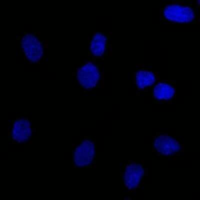 Immunofluorescence: EpCAM/TROP1 Antibody (EGP40/826) - BSA Free [NBP2-44643]