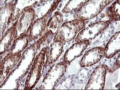 Immunohistochemistry: EpCAM/TROP1 Antibody (OTI1H9) - Azide and BSA Free [NBP2-71194]