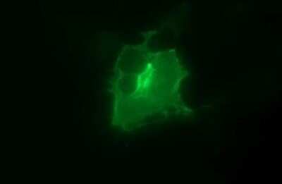Immunofluorescence: EpCAM/TROP1 Antibody (OTI1H9) [NBP2-45448]