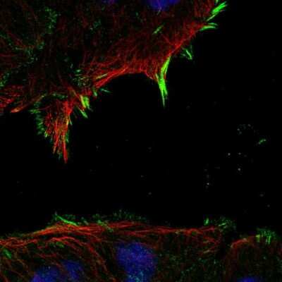 Immunocytochemistry/ Immunofluorescence: Epac2 Antibody [NBP2-32009]