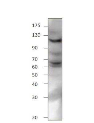 Western Blot: EphA8 Antibody [NBP3-12466]