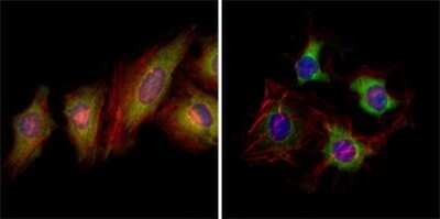 Immunocytochemistry/ Immunofluorescence: EphB2 Antibody (2D12C6) - BSA Free [NBP1-47525]
