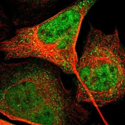 Immunocytochemistry/ Immunofluorescence: Ephrin-B2 Antibody [NBP1-84830]