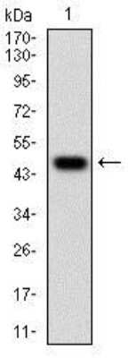 Western Blot: Epsilon 1 Tubulin Antibody (7G3B2)BSA Free [NBP2-37244]