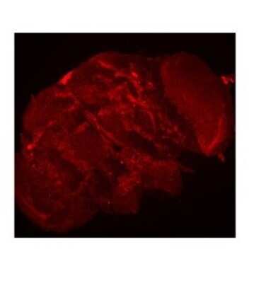 Immunohistochemistry-Paraffin: Epsilon 1 Tubulin Antibody [NBP1-58223]
