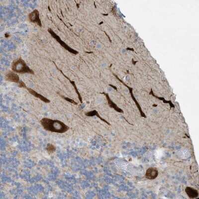 Immunohistochemistry-Paraffin: Epsilon 1 Tubulin Antibody [NBP1-85205]