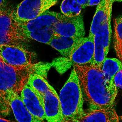 Immunocytochemistry/ Immunofluorescence: Epsin 1 Antibody [NBP2-56738]
