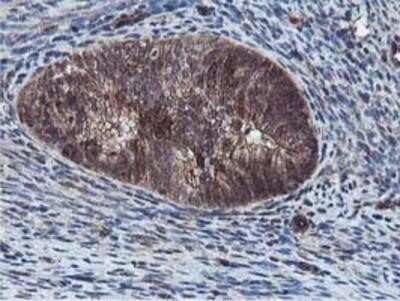 Immunohistochemistry-Paraffin: Epsin-2 Antibody (OTI1G3) [NBP2-01775]