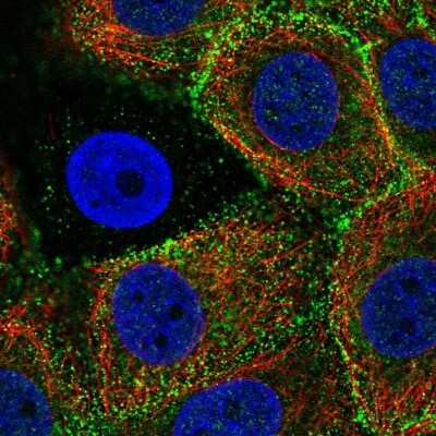 Immunocytochemistry/ Immunofluorescence: Epsin 3 Antibody [NBP2-56896]