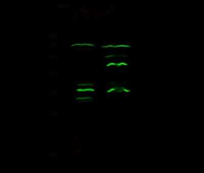 Western Blot: Epsin 3 Antibody [NBP2-98974]