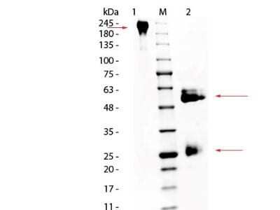 SDS-PAGE: Equine IgG Isotype Control [NBP1-97045]