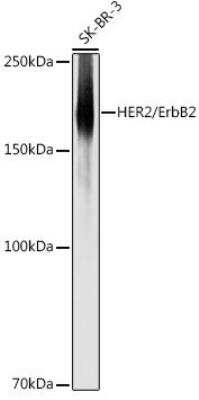 Western Blot: ErbB2/Her2 AntibodyBSA Free [NBP3-02960]