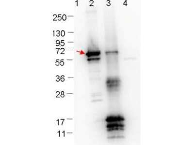 Western Blot: ErpN/OspE Antibody [NBP2-21682]