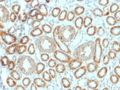 Immunohistochemistry-Paraffin: Erythropoietin/EPO Antibody (EPO/1367) [NBP2-53241]