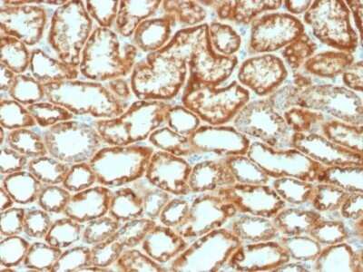 Immunohistochemistry-Paraffin: Erythropoietin/EPO Antibody (EPO/1368) - Azide and BSA Free [NBP2-54537]