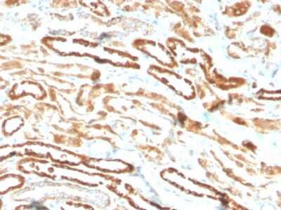 Immunohistochemistry-Paraffin: Erythropoietin/EPO Antibody (EPO/3793R) [NBP3-07153]