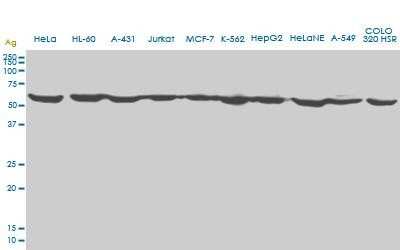 Western Blot: Erythropoietin R Antibody (3D10) [H00002057-M01]
