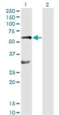 Western Blot: Erythropoietin R Antibody (3D10) [H00002057-M01]