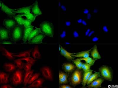 Immunocytochemistry/ Immunofluorescence: Erythropoietin R Antibody - BSA Free [NBP1-19388]