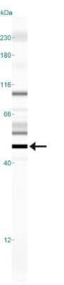 Simple Western: Erythropoietin R AntibodyBSA Free [NBP1-19388]