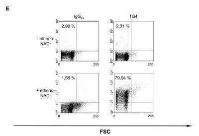 Flow Cytometry: Ethenoadenosine Antibody (1G4) - Azide and BSA Free [NBP2-80727]